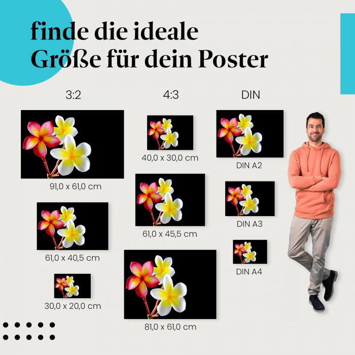 Exotische Frangipani-Blüten Poster: Tropisches Flair - jetzt bestellen!